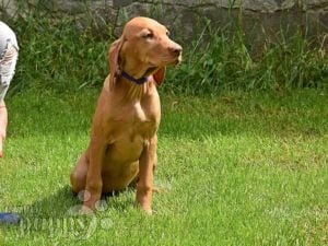 Hungarian Vizsla puppy for sale