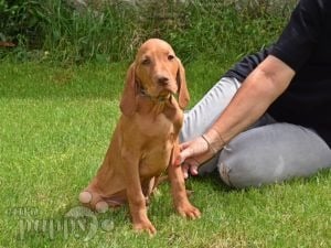 Hungarian Vizsla puppy for sale