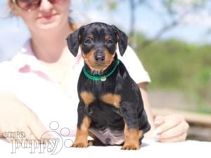 Miniature Pinscher puppy for sale