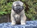 Caucasian Mountain Dog puppy for sale