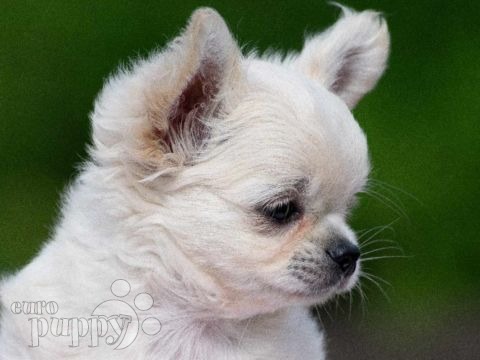 Chihuahua puppy for sale