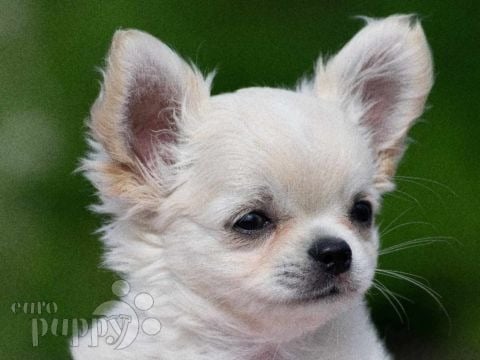 Chihuahua welpen kaufen