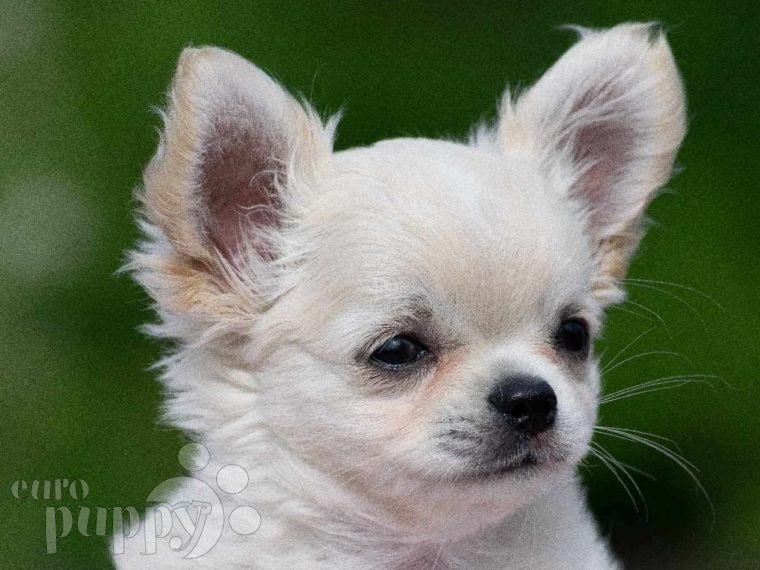 Chihuahua puppy for sale