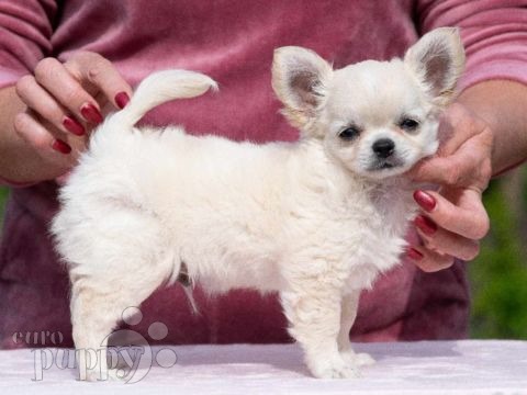 Chihuahua welpen kaufen