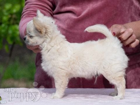 Chihuahua welpen kaufen