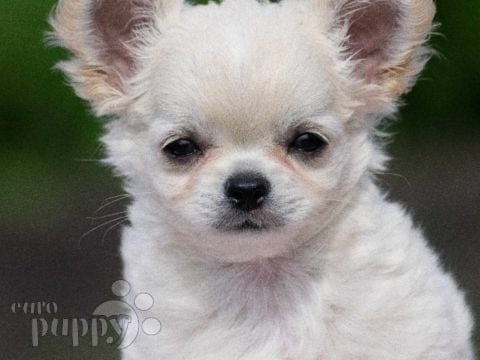 Chihuahua puppy for sale