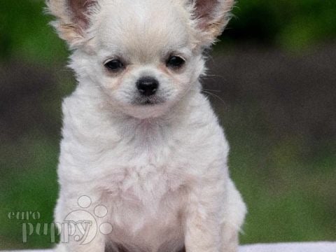 Chihuahua puppy for sale