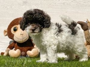 Caniche Miniatura cachorro en venta