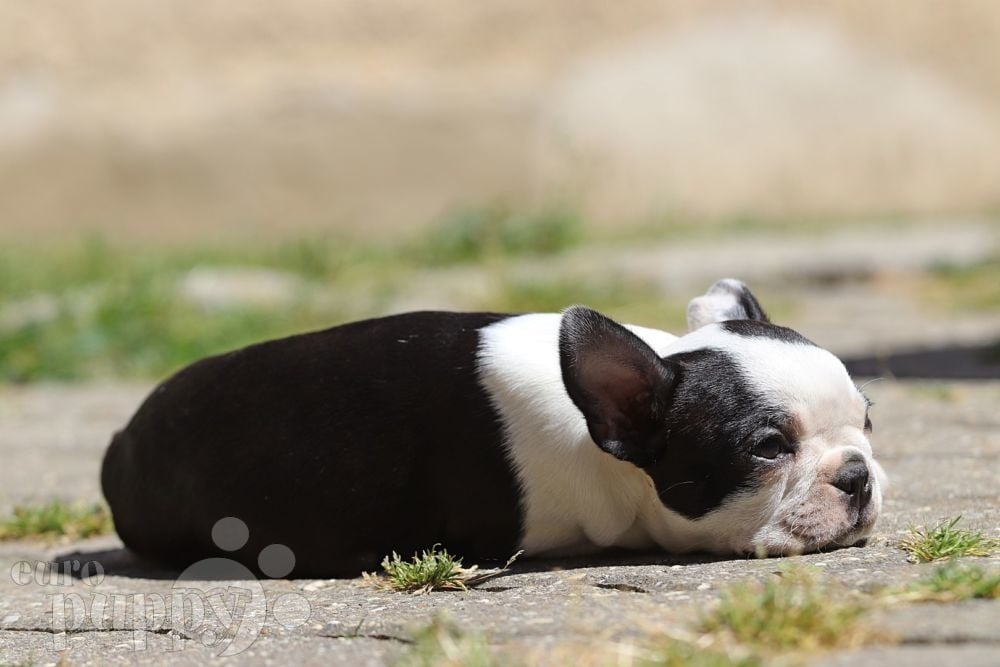 are pumi puppies lazy