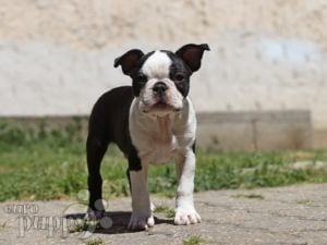 Boston Terrier cachorro en venta