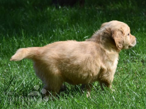 Golden Retriever cachorro en venta