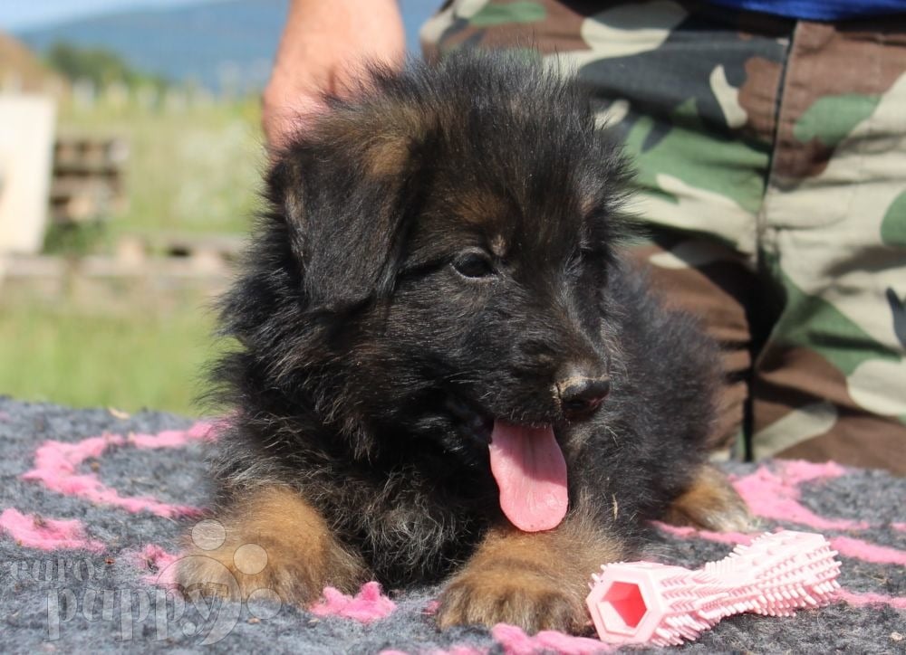 Bullet - German Shepherd Dog Puppy for sale | Euro Puppy