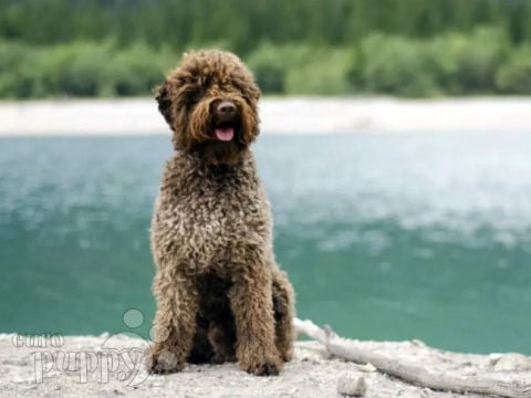 Lagotto Romagnolo puppy for sale