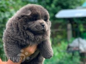 Chow Chow Puppies For Sale Euro Puppy