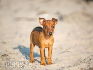 Harlequin pinscher for sale hotsell