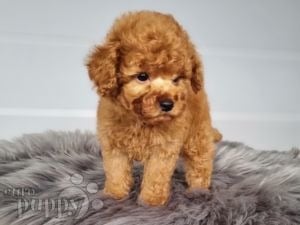 Pocket poodles for sale best sale