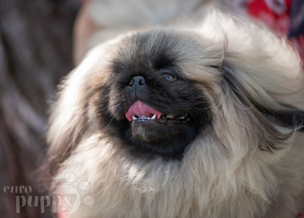 Chocolate pekingese puppies for sale best sale