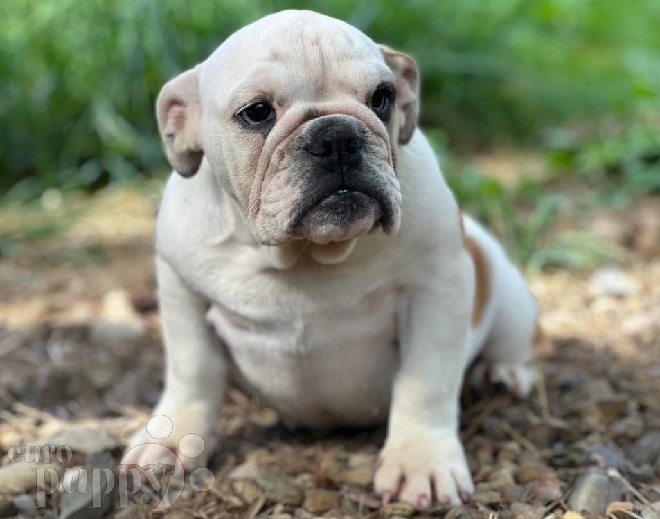 British bulldog breeders north shops west