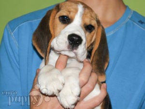 Beagle puppies for orders north west