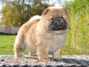 Chow Chow Puppies For Sale Euro Puppy