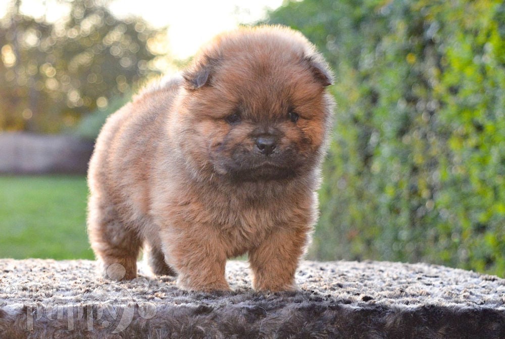 Mini chow shops chow puppies for