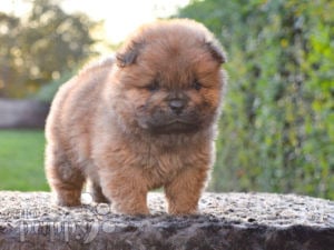 Chow Chow Puppies For Sale Euro Puppy