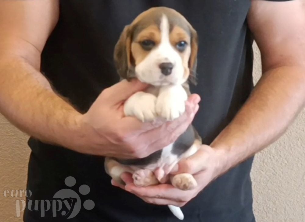 Beagle puppies for orders north west