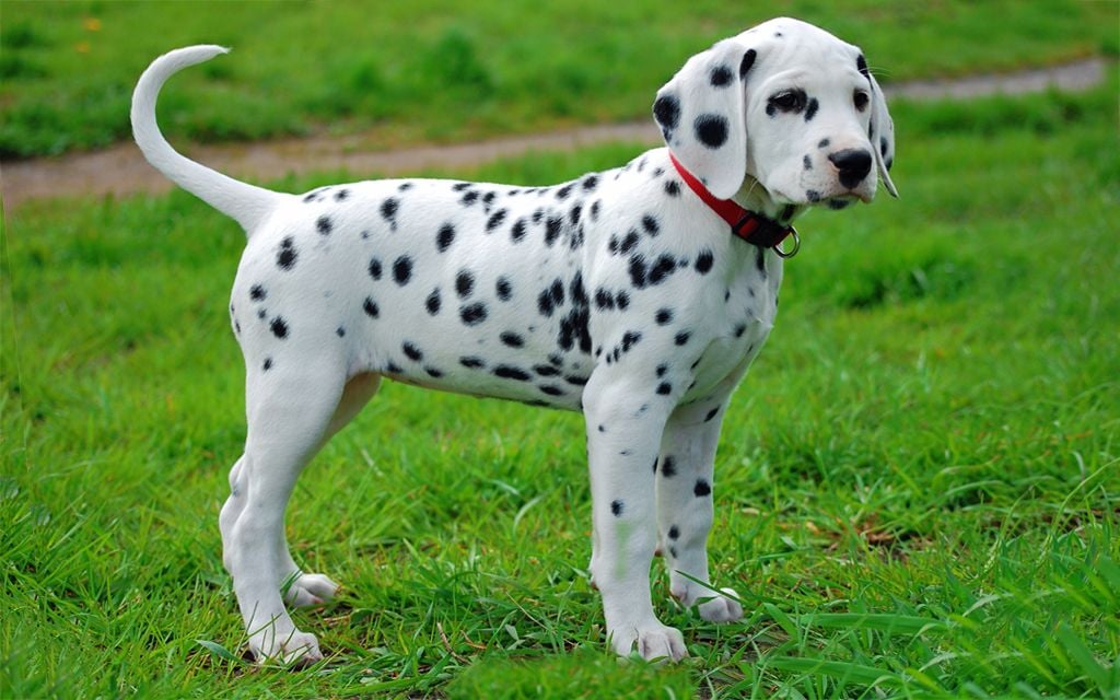 Dalmatian Puppies Breed information & Puppies for Sale