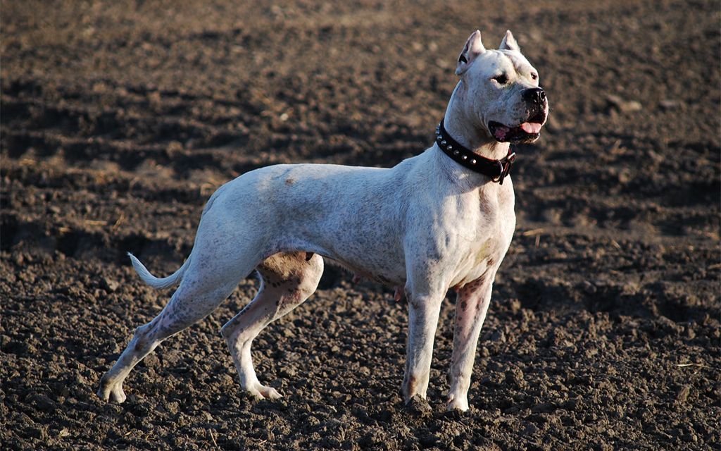 Large dogo argentino
