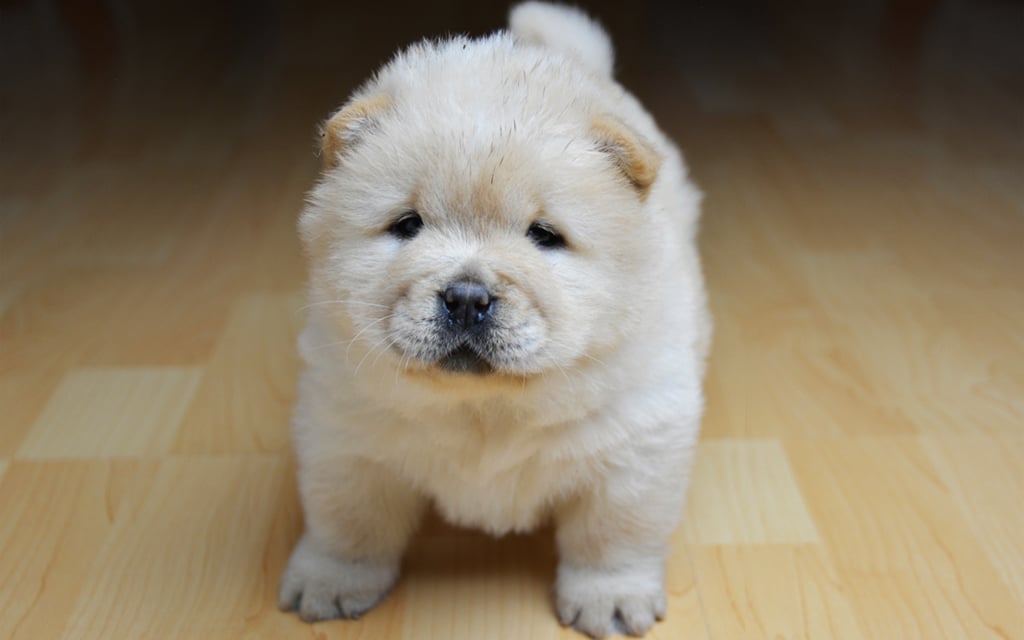 Chow Chow perro