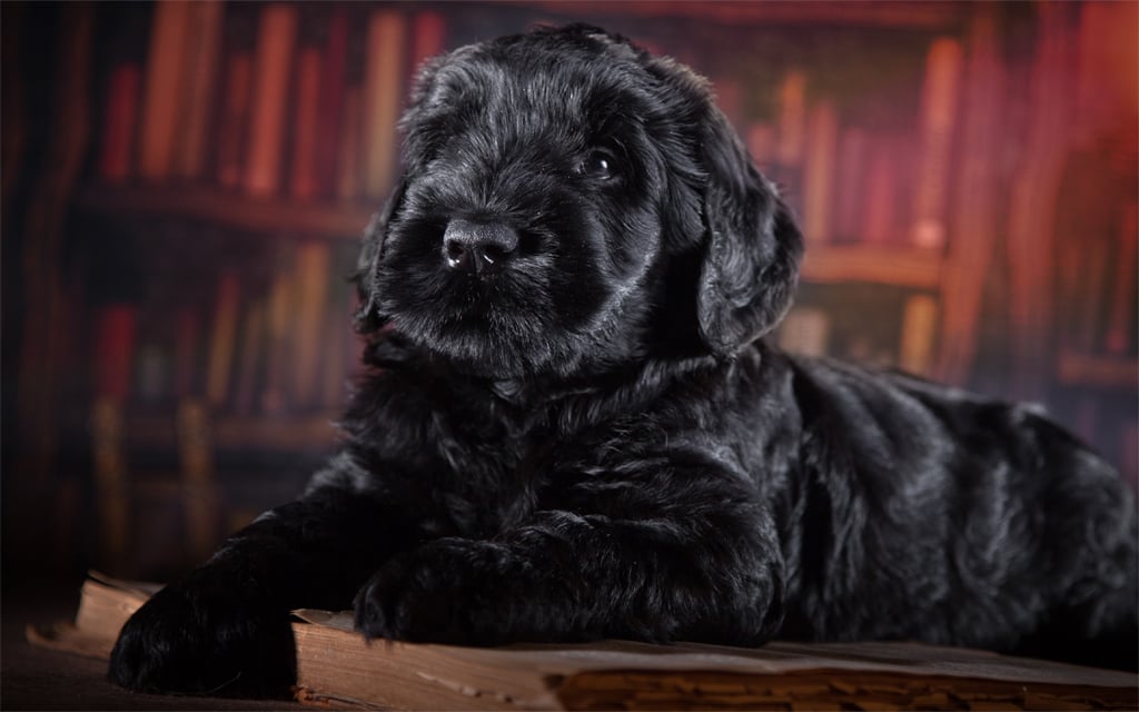 Ruso Negro Terrier perro