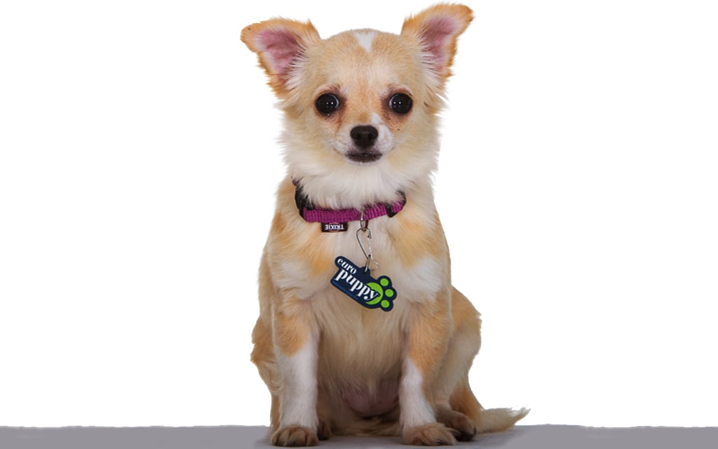 Chihuahua perro