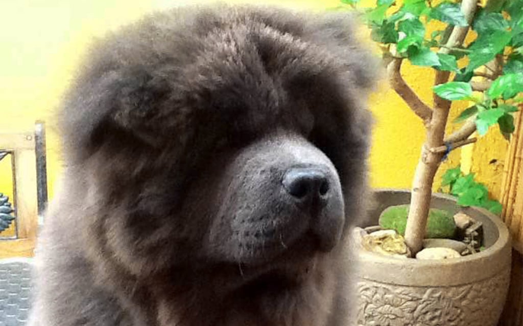 Chow Chow perro