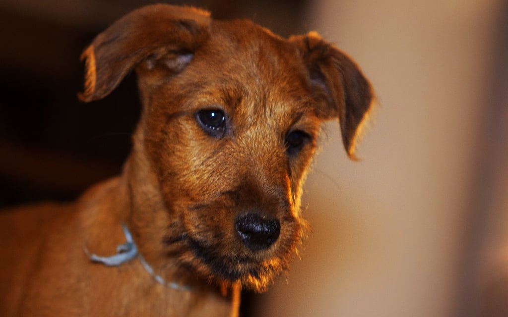 Irish Terrier Hund
