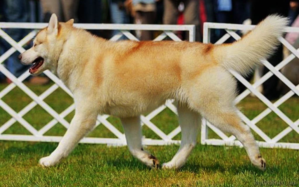 Husky Siberiano perro