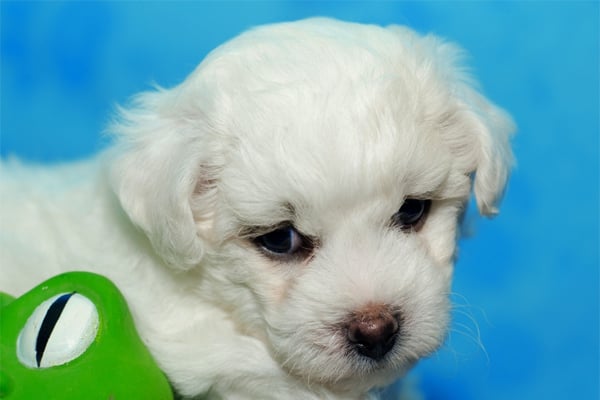 White Bichon Frise puppy picture