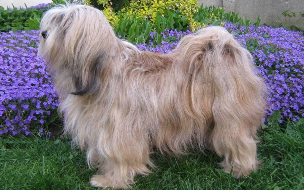Terrier Tibetano perro