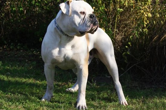 White with marking American Bulldog picture