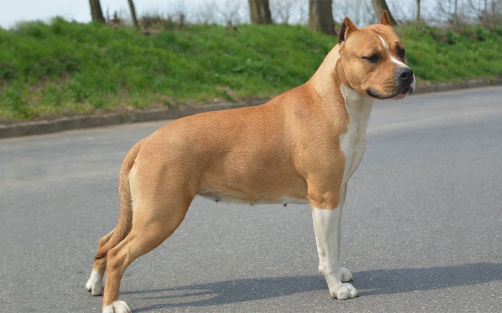 Brown American Staffordshire Terrier picture