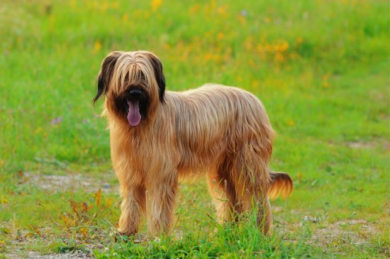 Briard