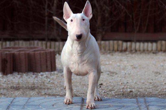 Bullterrier