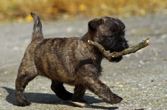 Cairn-Terrier