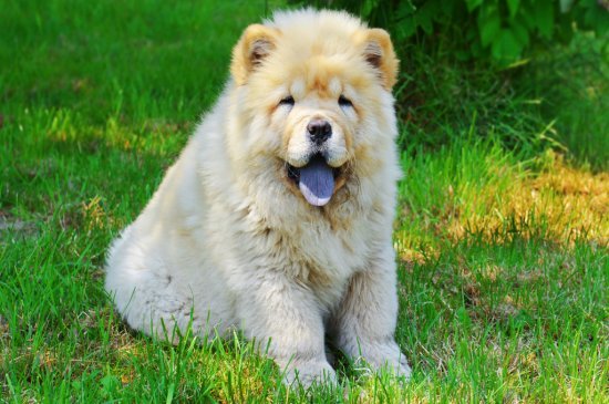 Chow-Chow