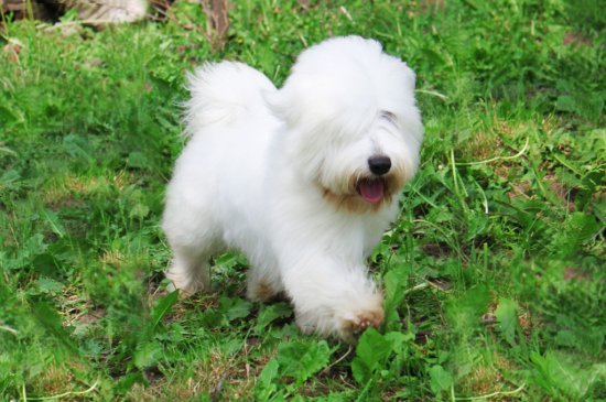 Coton de Tulear