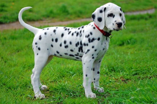 Dalmatian