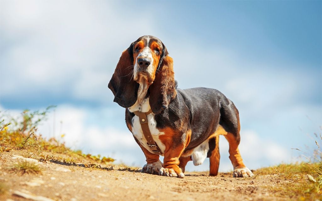 Tricolor Basset Hound picture