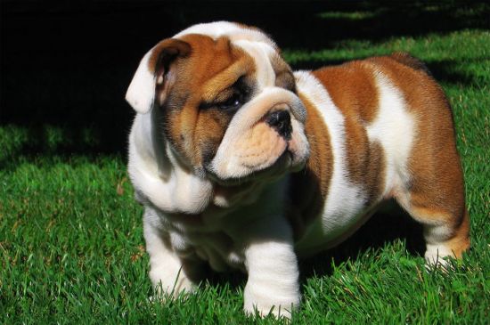 White with Markinsg English Bulldog Puppy picture