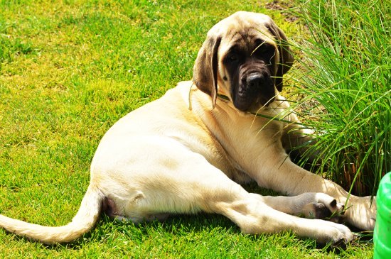 English Mastiff