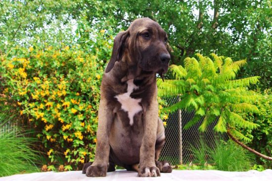 Fila Brasileiro Dog Breed Information & Characteristics