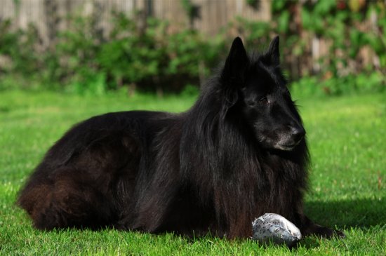 Groenandael Belgian Shepherd